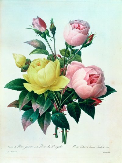 Rosa Lutea and Rosa Indica, from 